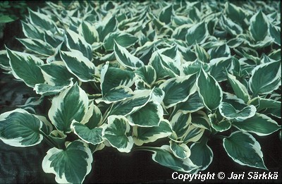  Hosta Tarhafunkia-Ryhm 'Minuteman'